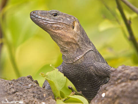 Image of Gran Canaria Giant Lizard