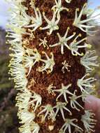 Image of Xanthorrhoea resinosa Pers.