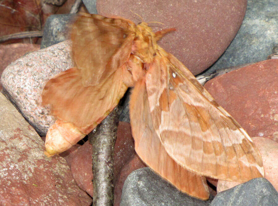 Image of Four-spotted Ghost Moth