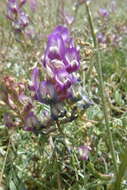 Imagem de Astragalus arizonicus A. Gray