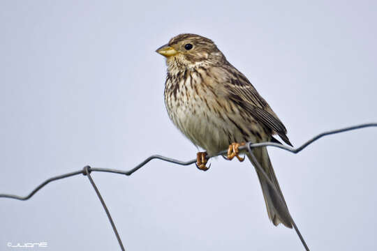 Image of Corn Bunting