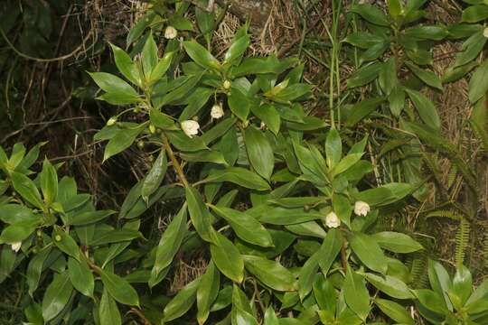 Image of Kokee Island-Loosestrife