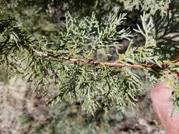 Juniperus monosperma (Engelm.) Sarg. resmi