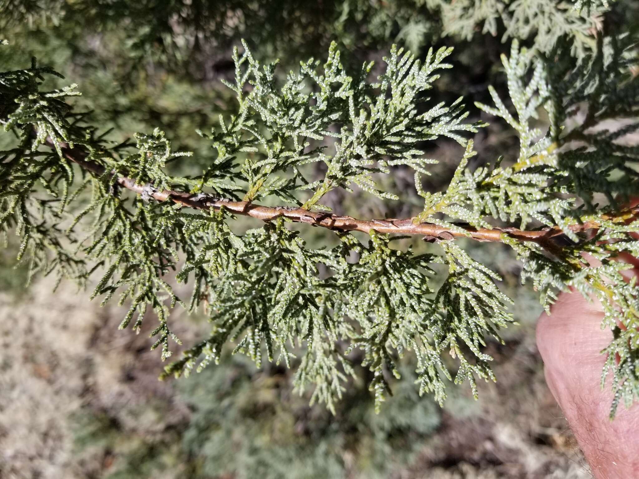 Juniperus monosperma (Engelm.) Sarg. resmi