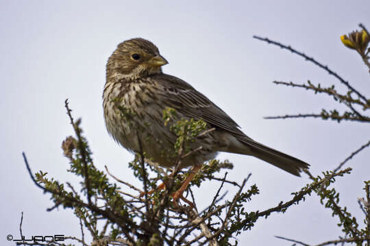 Image of Corn Bunting