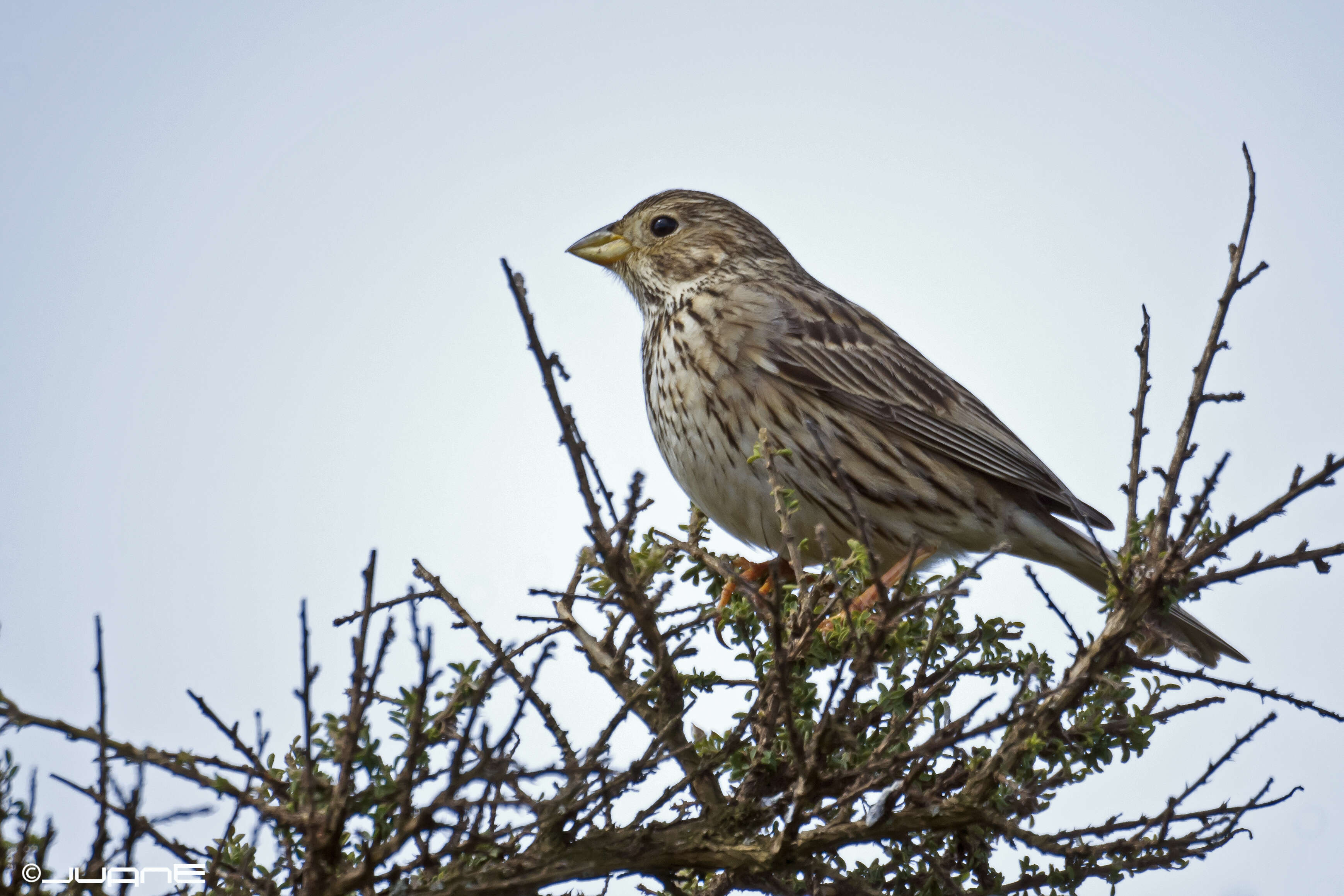 Image of Corn Bunting