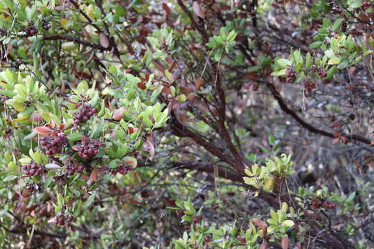 Image of woollyleaf manzanita