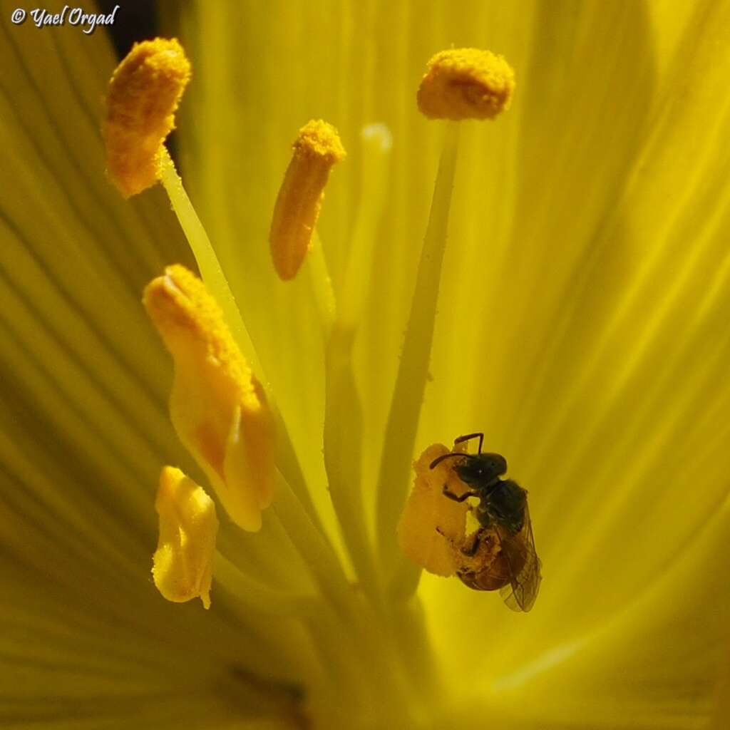 Imagem de Lasioglossum pseudosphecodimorphum (Blüthgen 1923)