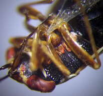 Image of <i>Geocoris dispar</i>