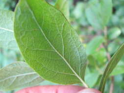 Image of Black Huckleberry