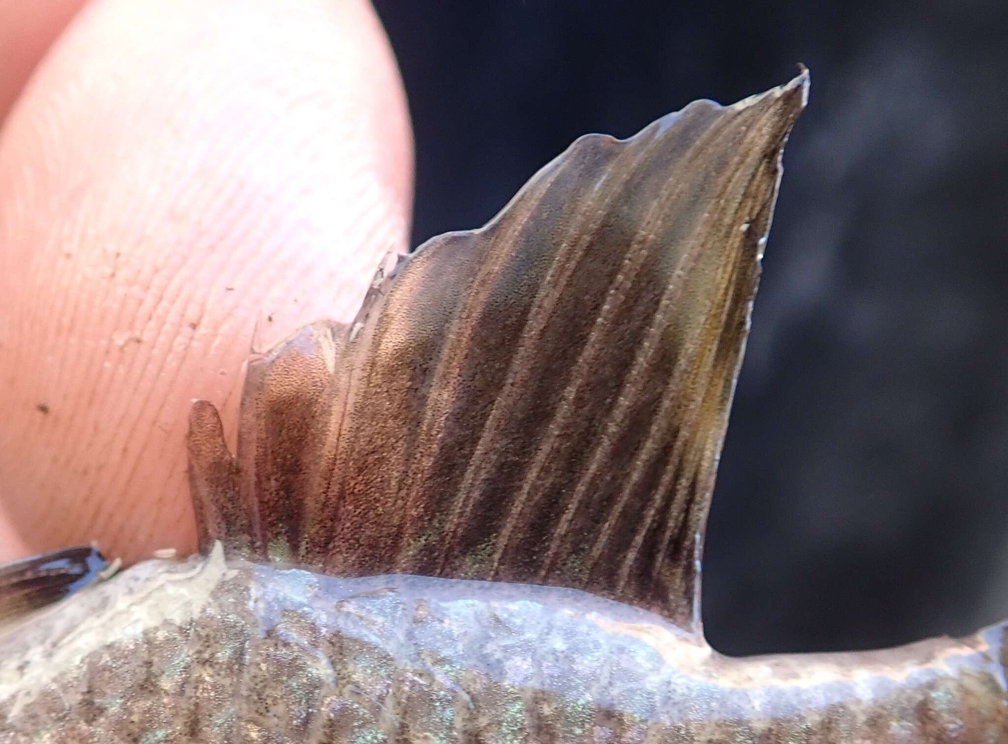 Image of Banded bream