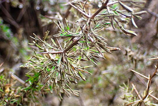 Image of Asparagus mariae (Oberm.) Fellingham & N. L. Mey.