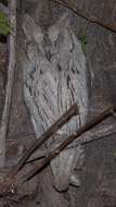 Image of Pallid Scops Owl