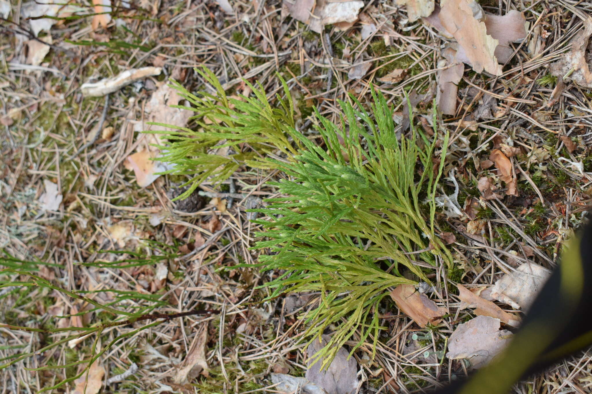 Imagem de Diphasiastrum zeilleri (Rouy) J. Holub