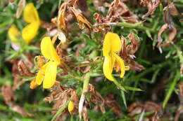 صورة Genista corsica (Loisel.) DC.