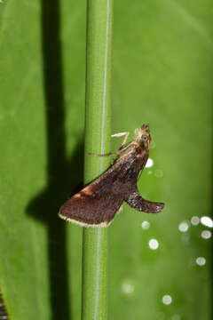 Image of Pyrausta obfuscata Scopoli