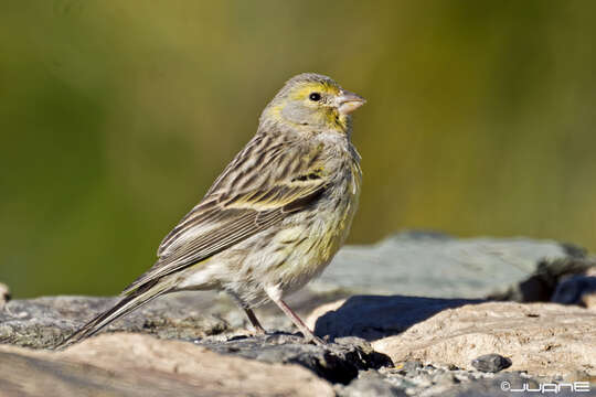 Image of Atlantic Canary