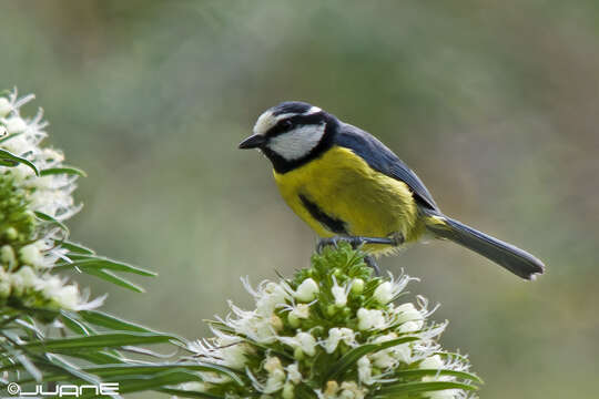 Image of African Blue Tit