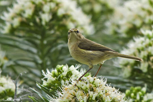 Слика од Phylloscopus canariensis (Hartwig 1886)