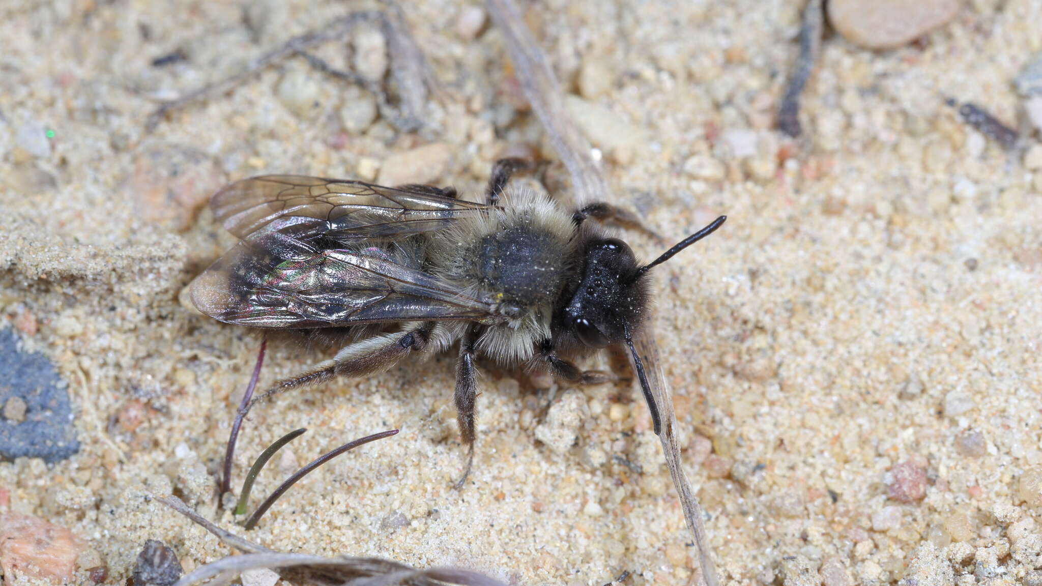 Image of Andrena nycthemera Imhoff 1868