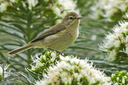 Image of Canary Islands Chiffchaff