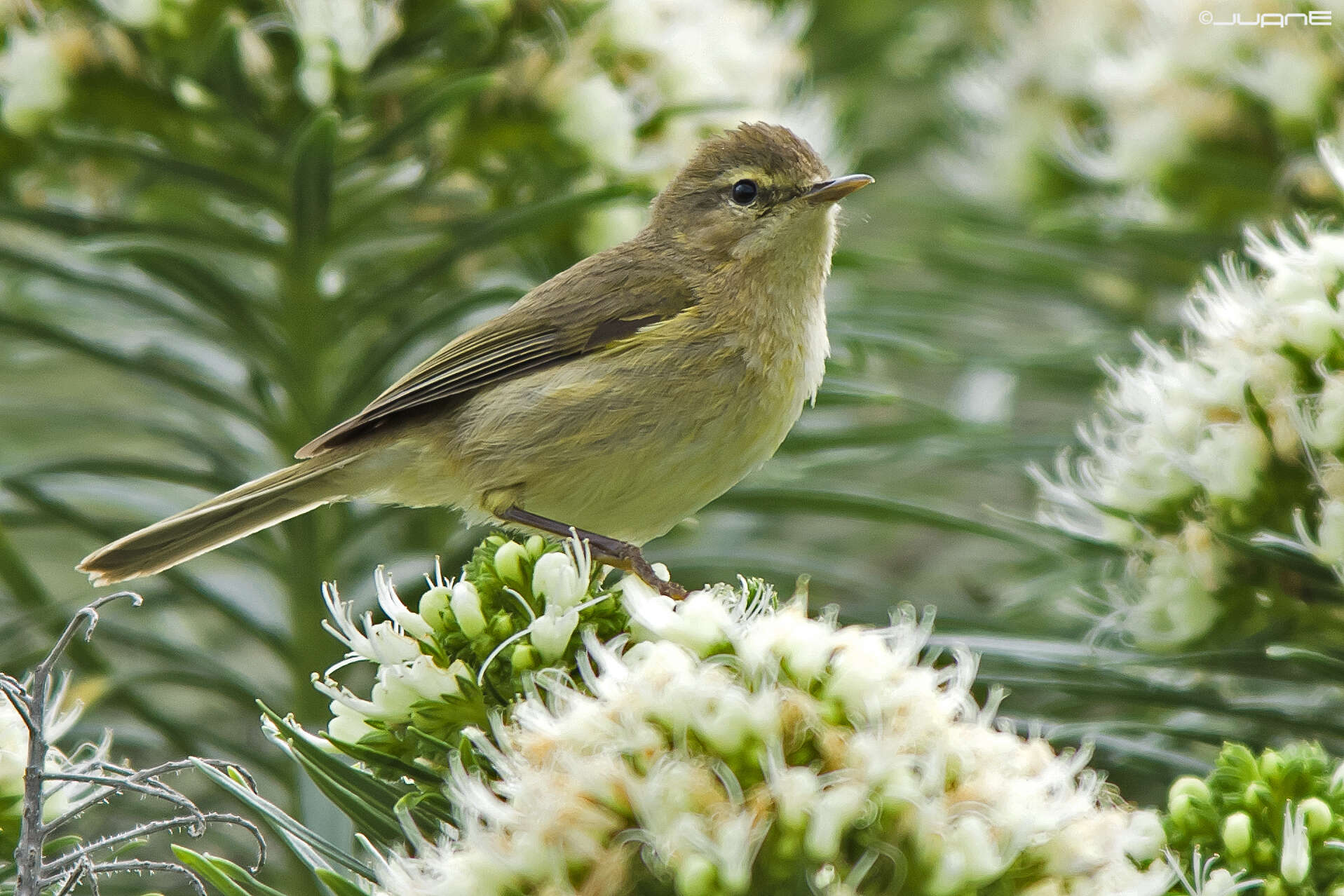 Слика од Phylloscopus canariensis (Hartwig 1886)