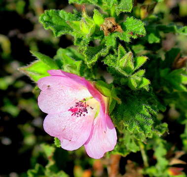 Image of Anisodontea scabrosa (L.) D. M. Bates