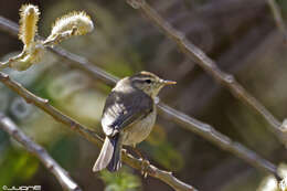 Слика од Phylloscopus canariensis (Hartwig 1886)