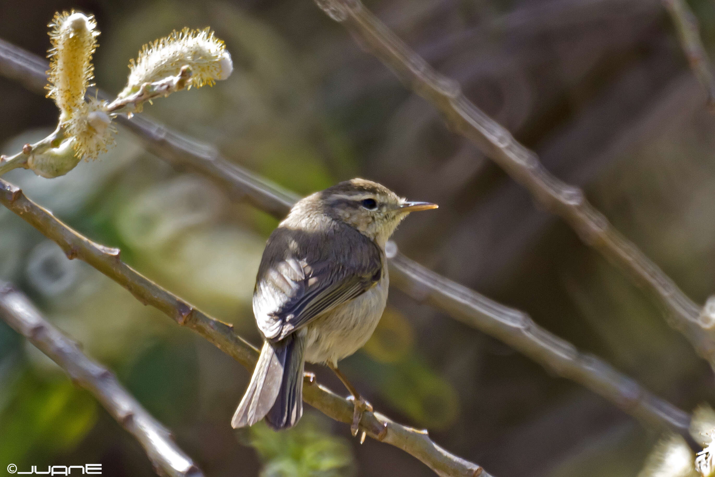 Слика од Phylloscopus canariensis (Hartwig 1886)