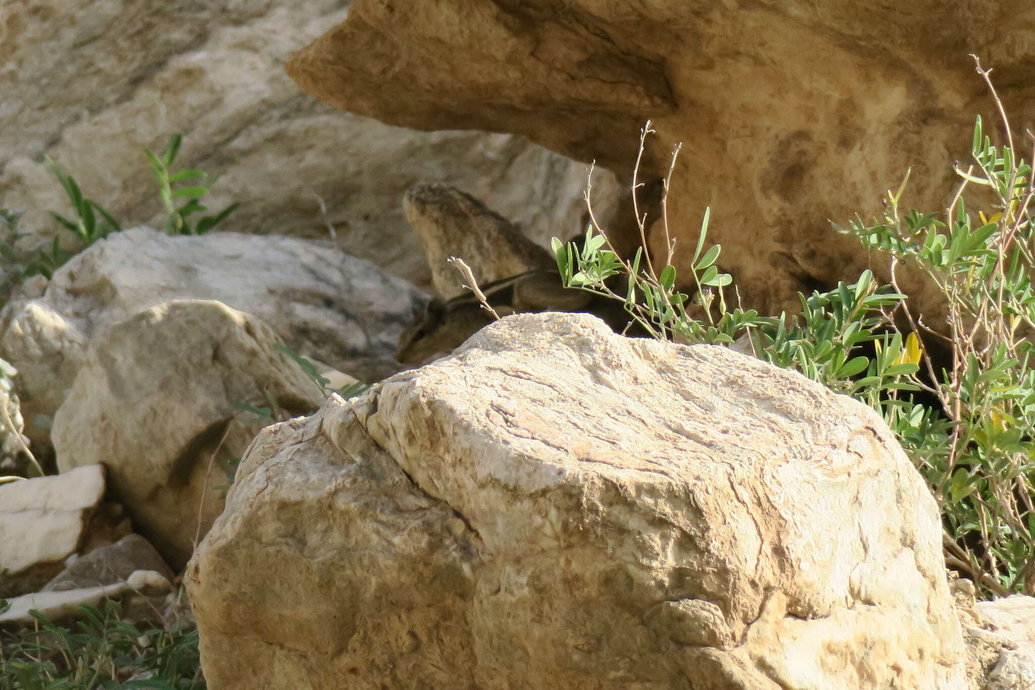 Image of Funambulus subgen. Prasadsciurus Moore & Tate 1965