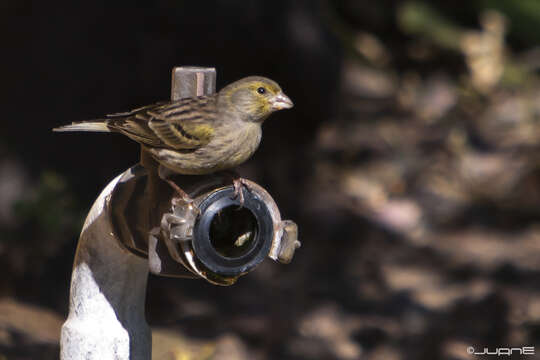 Image of Atlantic Canary