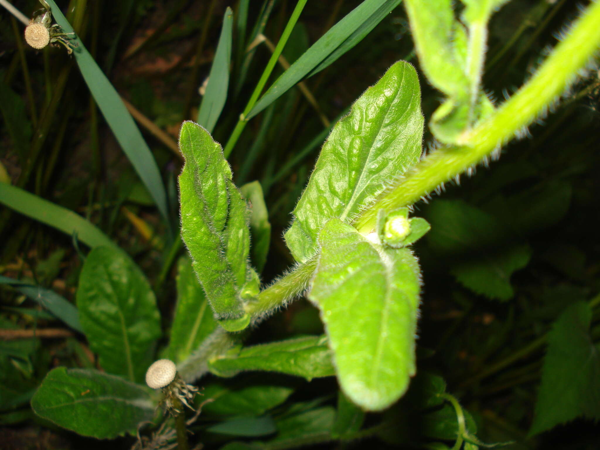 Image of Erigeron philadelphicus var. philadelphicus