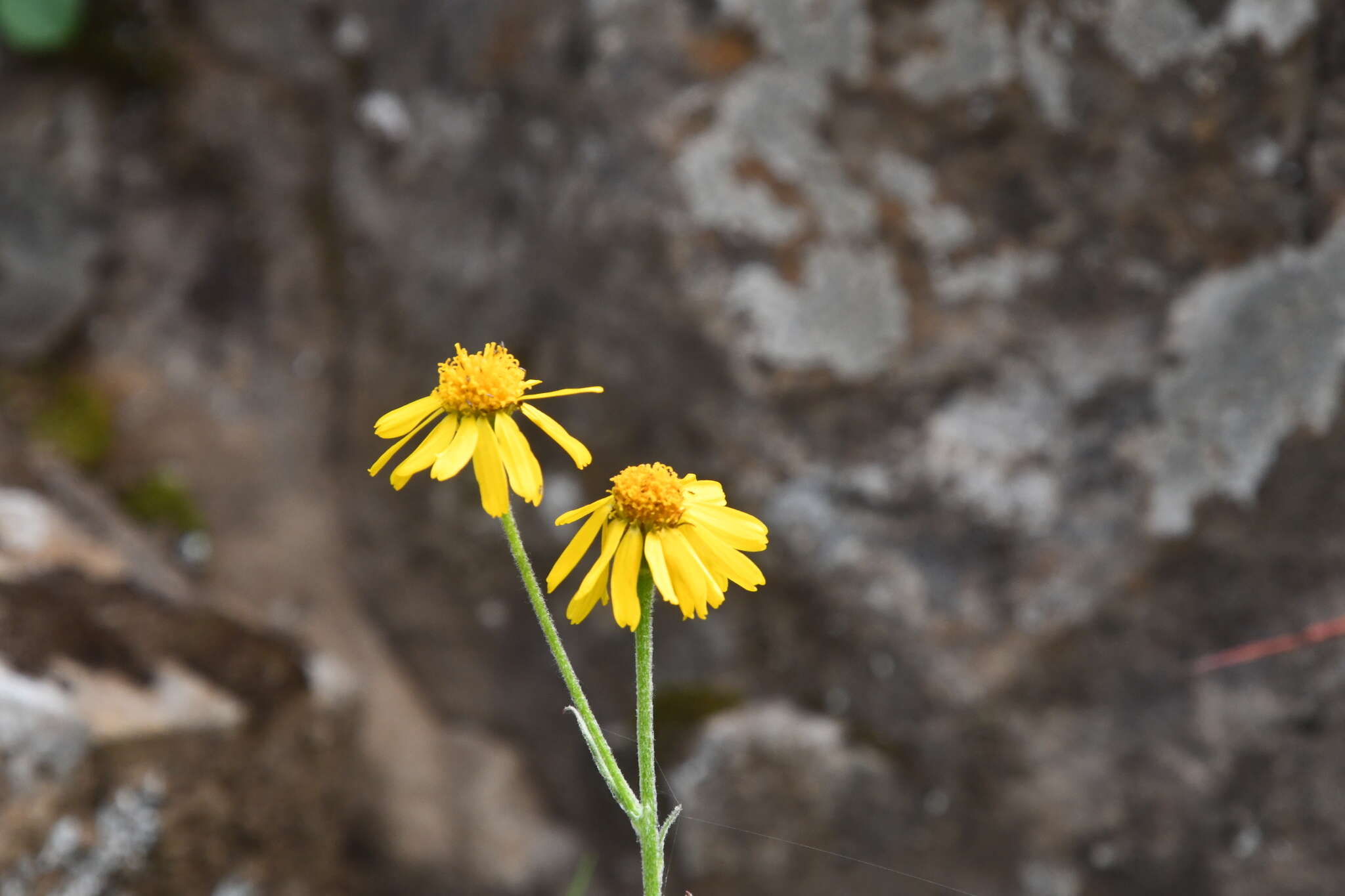 Imagem de Tephroseris integrifolia subsp. tundricola (Tolm.) B. Nord.