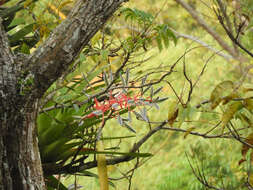 Aechmea dichlamydea Baker的圖片