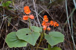 Image of Begonia cinnabarina Hook.