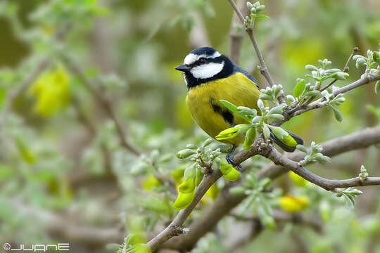 Image of African Blue Tit