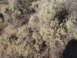 Image of South American saltbush