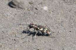 Image of Cicindela (Cicindela) maritima kirgisica Mandl 1936