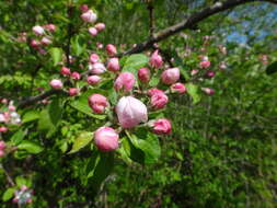 Image of Crab Apple