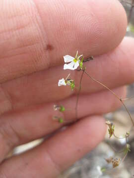 Lobelia rzedowskii resmi