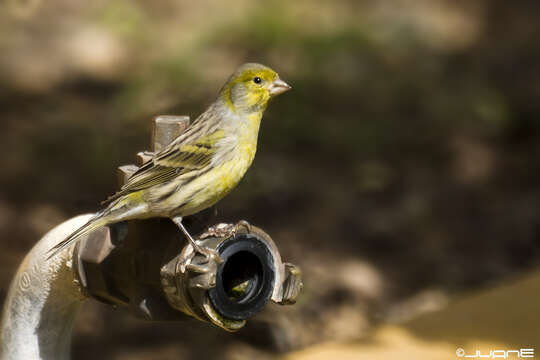 Image of Atlantic Canary