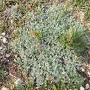 Image of forked wormwood