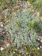 Image of forked wormwood