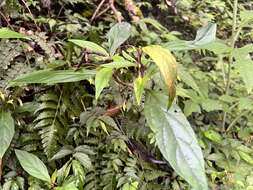 Image of Lysimachia ardisioides Masam.