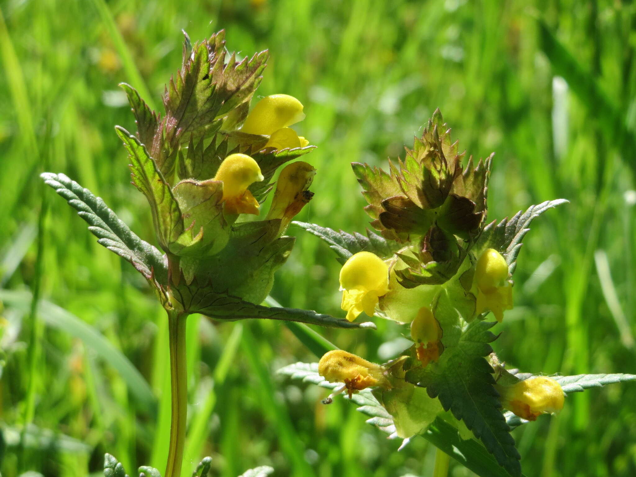 Plancia ëd Rhinanthus minor L.