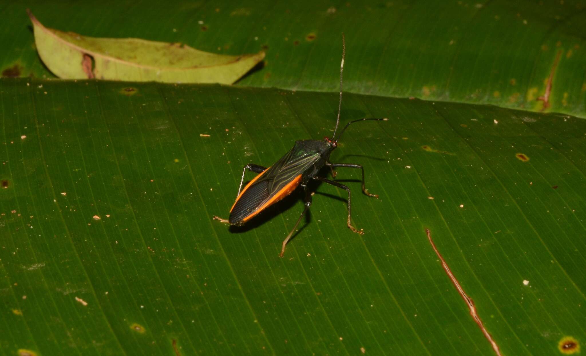 Image de Nematopus indus (Linnaeus 1758)