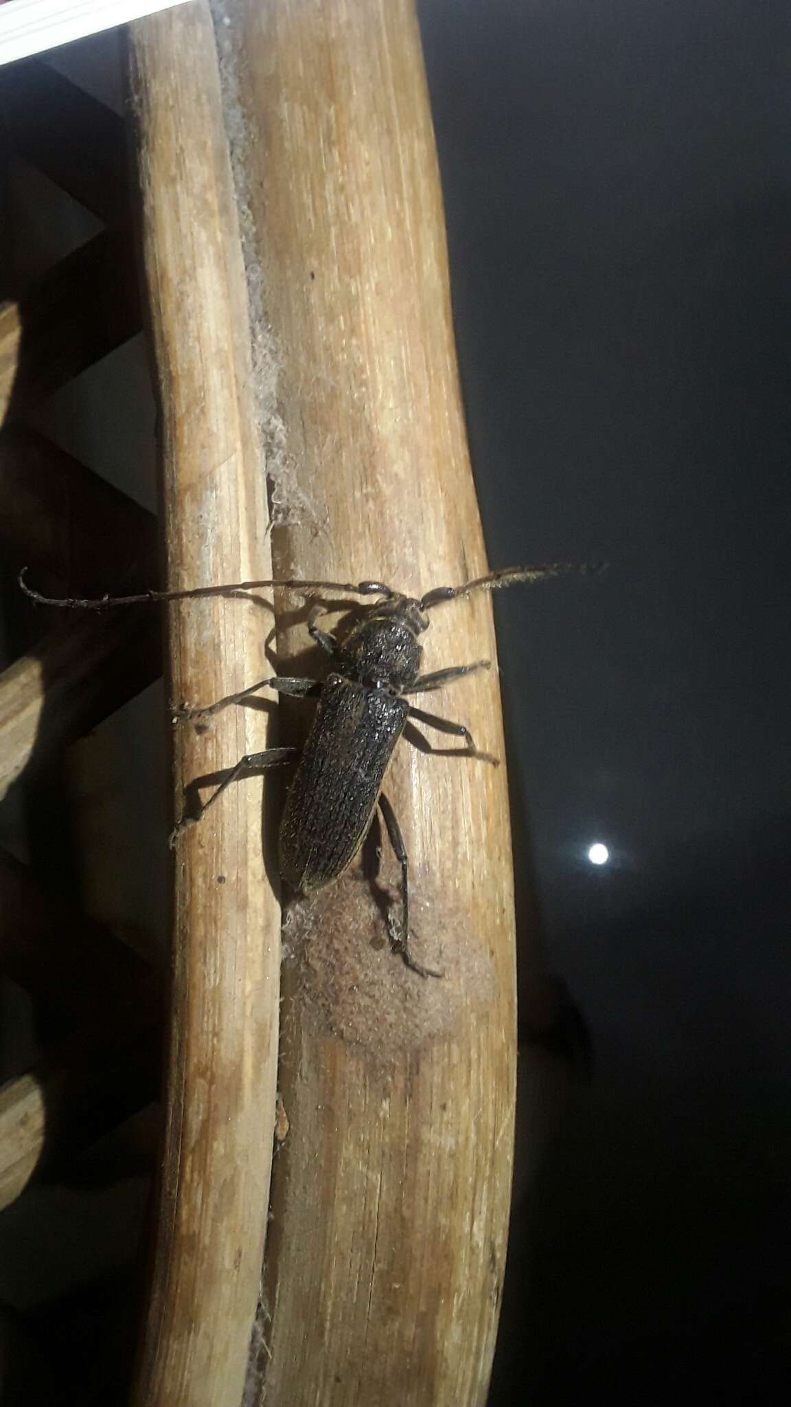 Image of Kulsi teak borer