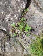 Image of Potentilla nivea var. elongata Wolf