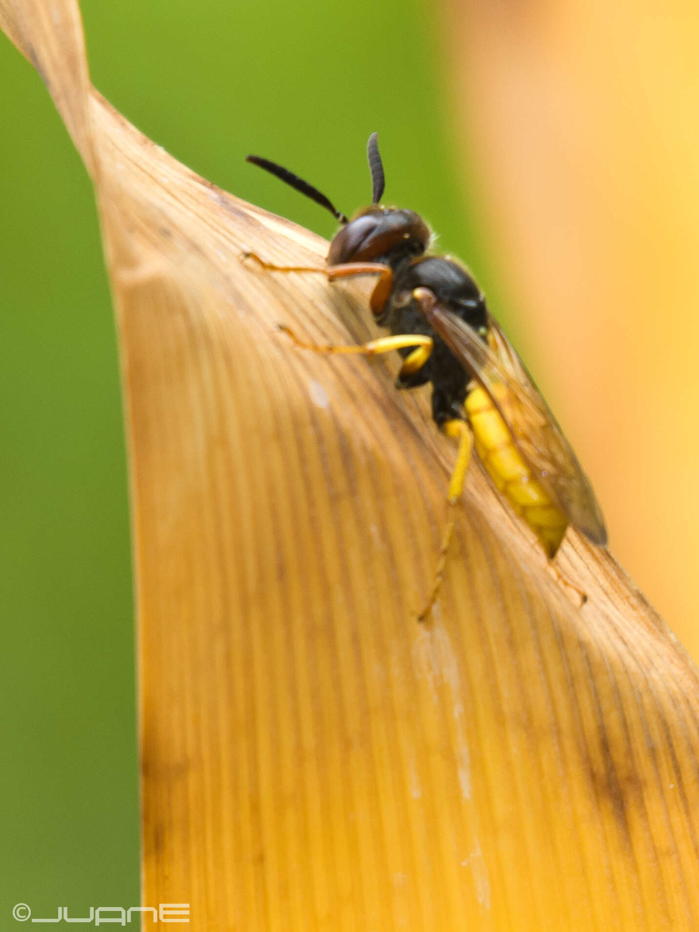 Imagem de Philanthus triangulum (Fabricius 1775)