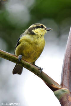 Image of African Blue Tit